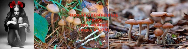 гашик Краснослободск